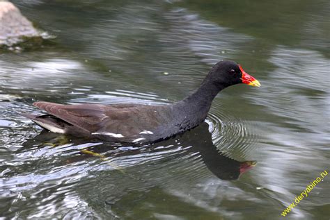 Камышница Gallinula chloropus Common Moorhen