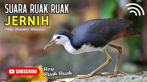 Suara Ruak Ruak Jernih Pas Untuk Pikat YouTube