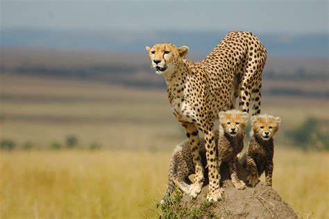 Cute Cheetah Wallpaper 58 Images