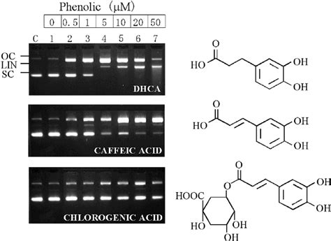 Dna Nicking Activity Of Cu Phenolic Chelates Supercoiled Sc Plasmid