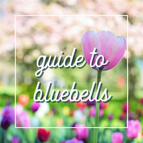 Rochester MN Guide to May Events