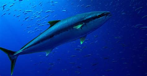 Tuna Incredible Facts Pictures A Z Animals