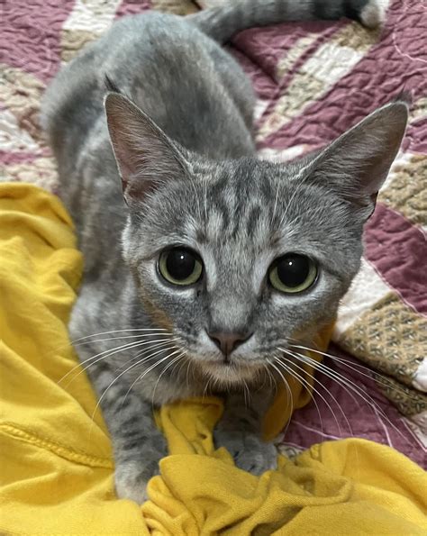 Cat For Adoption Vapor A Domestic Short Hair In Morgantown Wv