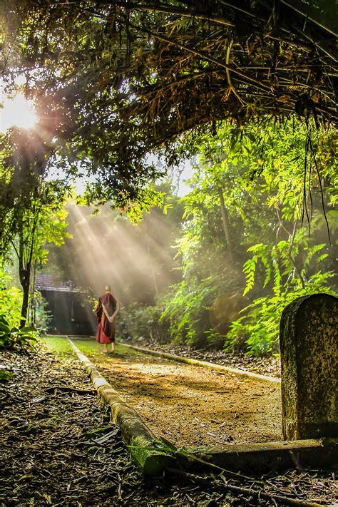 Hd Wallpaper Monk Near Forest Theravada Buddhism Walking Meditation