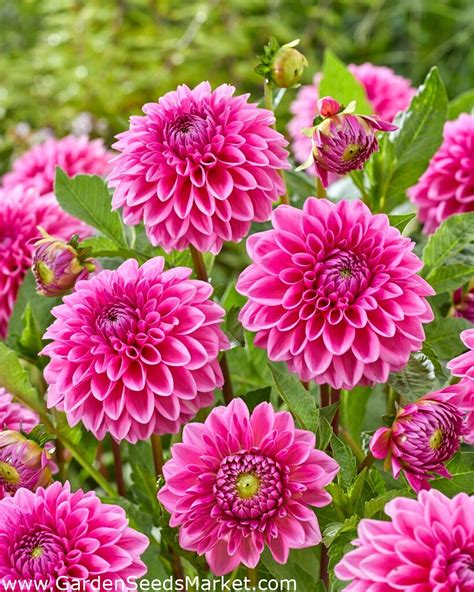 Dahlia Sandra Garden Seeds Market Gratis Verzending