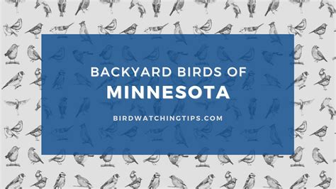 Popular Backyard Birds of Minnesota (With Pictures) - Birdwatching Tips