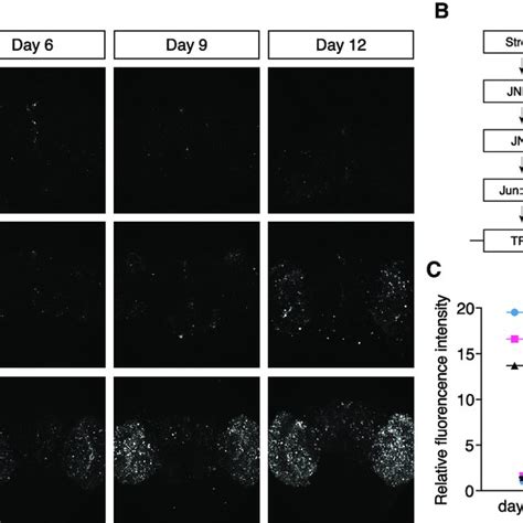 Activation Of Jnk Stress Response Upon Ab Amyloid Deposition A And