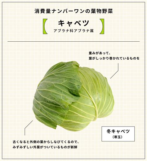 もっと知りたい葉物野菜：農林水産省：農林水産省