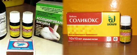 Соликокс для кроликов — инструкция по применению | «Твой Кролик»