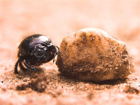 Mestkever - Natuurfoto's Victor Bos