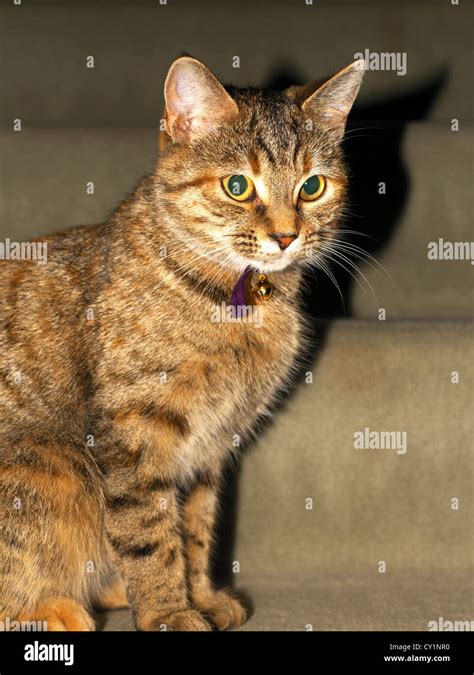 Red Tabby Cat Stock Photo - Alamy