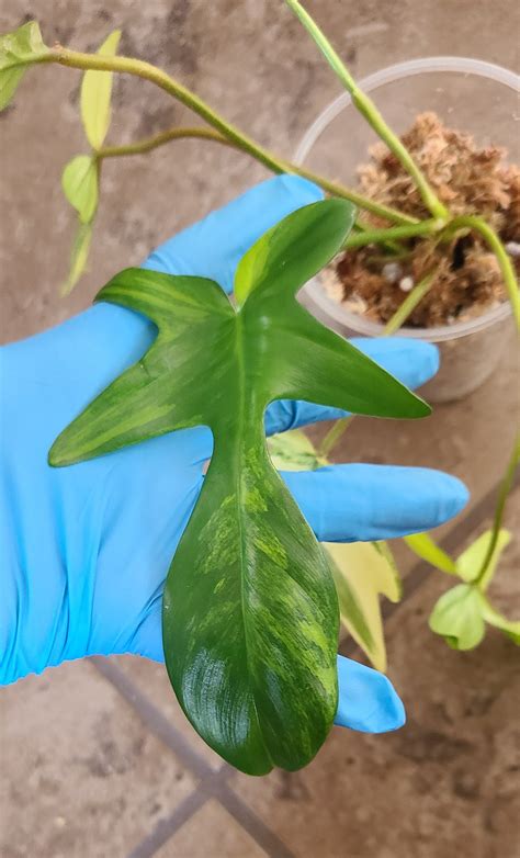 Philodendron Florida Beauty 102 – Prop in a Box