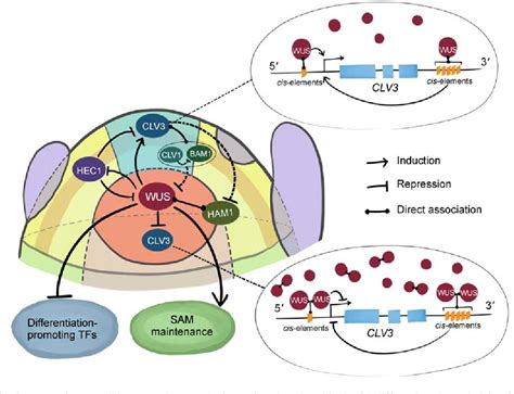 Cle Peptide Mediated Signaling In Shoot And Vascular Meristem