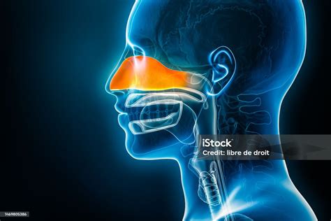 Xray Lateral Or Profile View Of The Nasal Cavity 3d Rendering