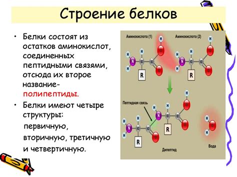 Строение и свойства белков - презентация онлайн