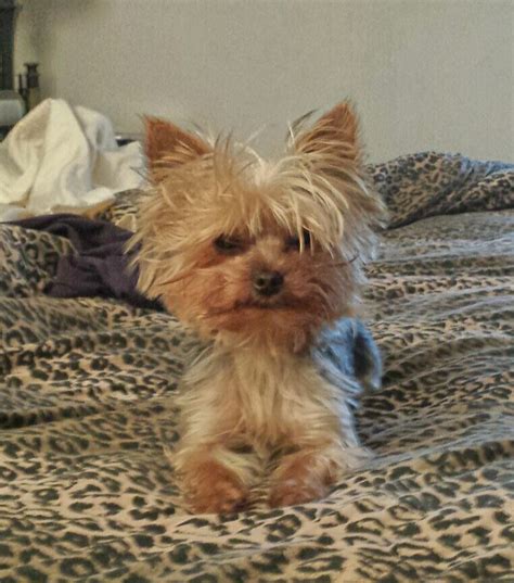 Yorkie Having A Bad Hair Day ♡ Yorkie American Bulldog Bulldog