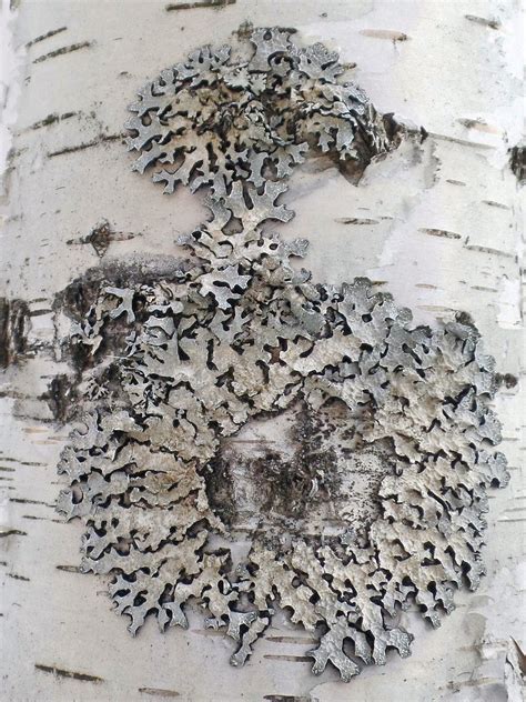 Parmelia sulcata - Изображение особи - Плантариум