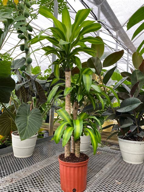 Corn Plant Dracaena
