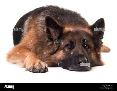 German Shepherd Dog Lying Down Against A White Background Stock Photo