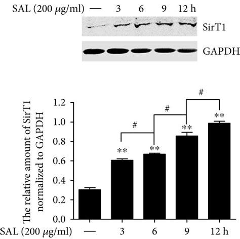 Salidroside Upregulates The Expression Of Sirt Via Ampk Signalling In