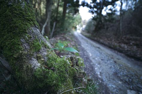 shins blog 304: Samyang 14mm