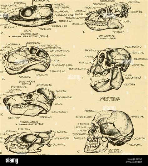 Comparative Anatomy Anatomy Comparative Fig I8i —diagram Of The