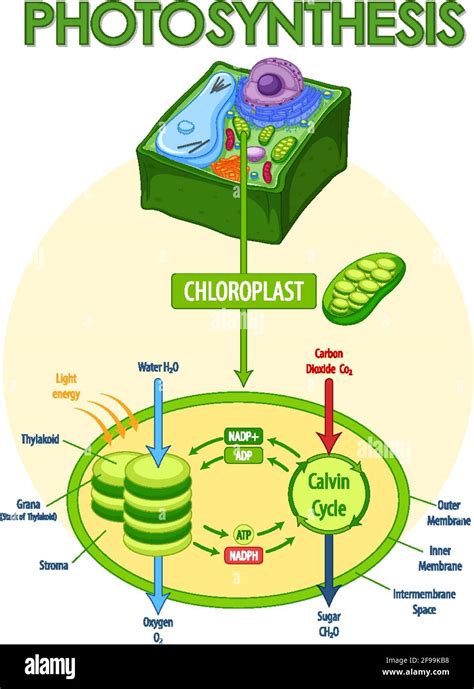 Steps Of Photosynthesis Diagram