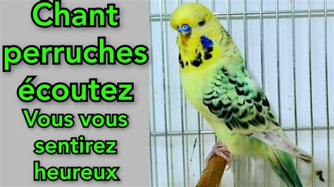 écoutez vous vous sentirez heureux Son de Perruche Chant perruches