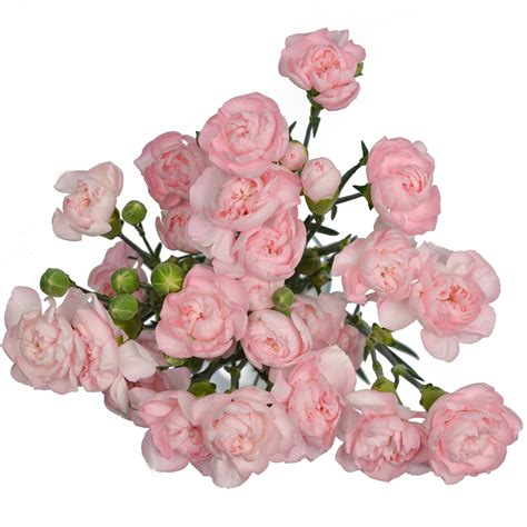 Mini Carnation-Pink – Stems Weddings