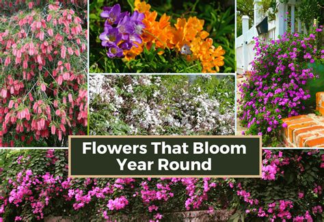 20 Flowers That Bloom Year Round Providing 365 Days Of Color