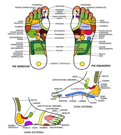 Os Efeitos Da Reflexologia Podal No Envelhecimento