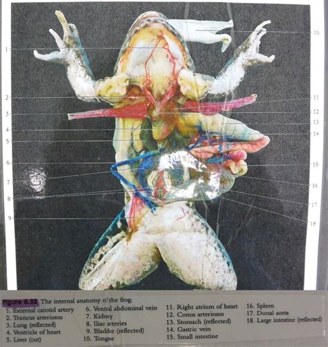 Frog Dissection - biodiversity lab