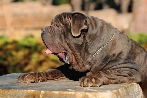 Mastino Napoletano dal carattere alle cure tutto ciò che c è da