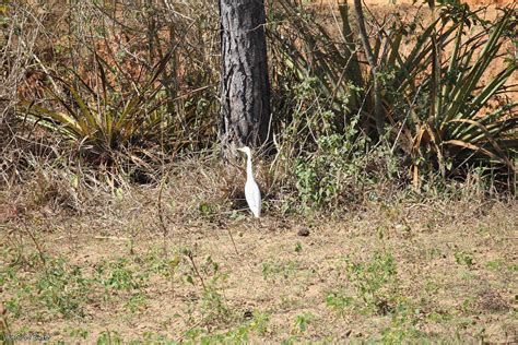 Aigrette Aigrette Viñales Cuba Gilles Buart Flickr