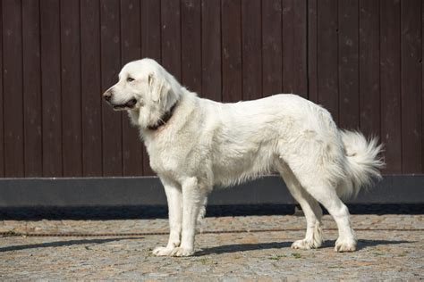 Great Pyrenees Breed Information Guide & Care | BARK Post