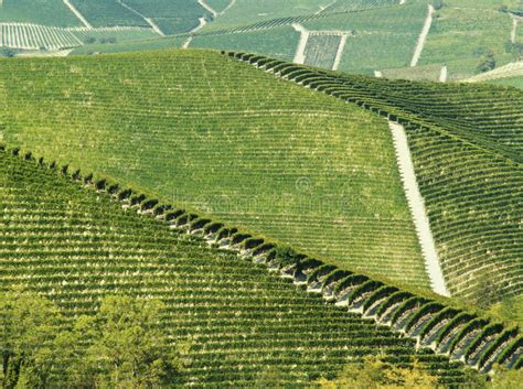 Vinhas Verdes Situadas Nos Montes Da Região Francesa De Jura Uvas