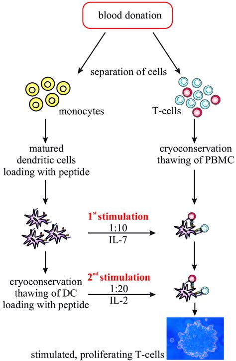 The Scheme Of The Autologous Stimulation Of T Cells With