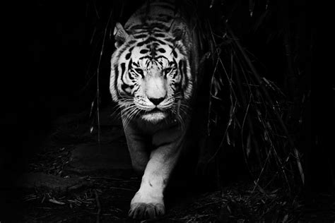 Black Tiger Wallpaper - WallpaperSafari