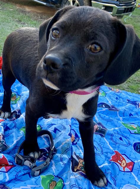 Dog for adoption - Carrie Underwood, a Puggle & Terrier Mix in Warwick