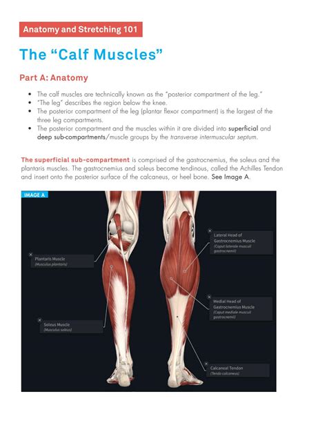 Gastrocnemius Muscle Stretch