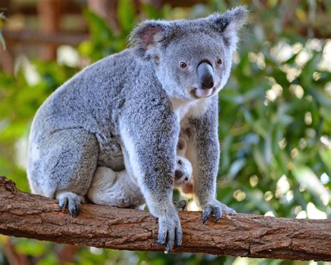 Australia Zoo's rare white koala gets a name (PICTURES) | HuffPost