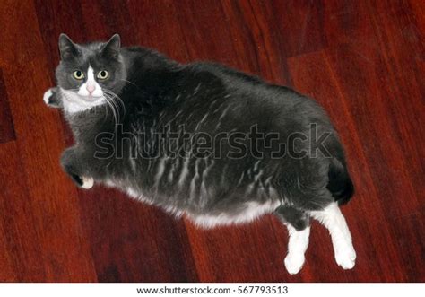 Fat Pussy Cat Big Belly Relaxing Stock Photo Shutterstock