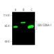 EBV EBNA 1 Antibody 1EB12 SCBT Santa Cruz Biotechnology