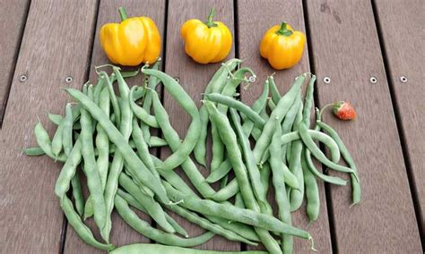 Pole Beans Everything To Know About Growing Vertical