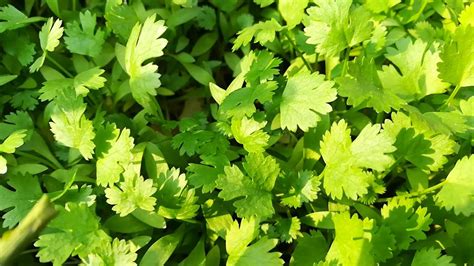 How To Grow Coriander Dhaniya Cilantro At Home Within 10 Days Easy