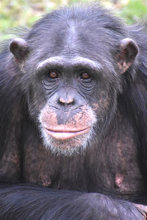 Chimpanzee Lips