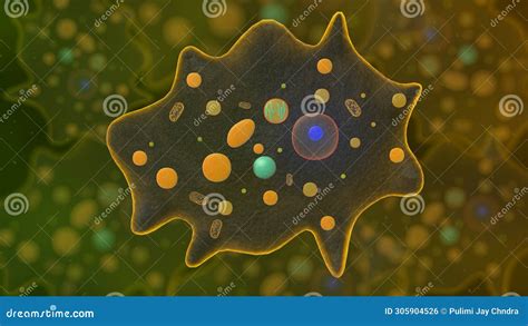 Amoeba Unicellular Organism 3d Illustration Eukaryotic Organisms Royalty Free Cartoon