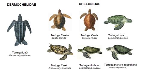 C Mo Son Las Tortugas Marinas Parte Anellides