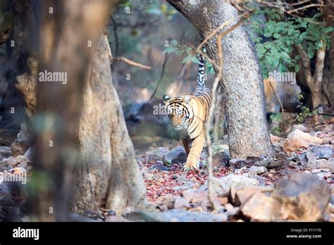 India Rajasthan State Ranthambore National Park Bengal Tiger Panthera Tigris Tigris Stock