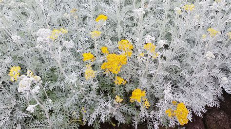 Dusty Miller Plant Care Growing Guide